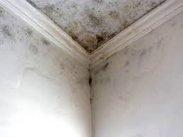 Best Emergency Mold Remediation  in Westminster, CO