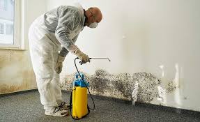 Best Basement Mold Removal  in Westminster, CO